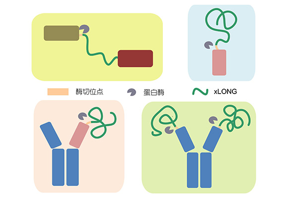 AccuBody?--肿瘤精准医治技术平台