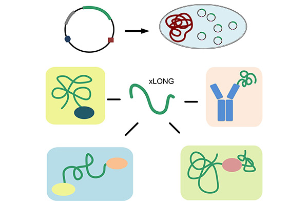 xLONGylation?--recombinant PEG-like polypeptide platform